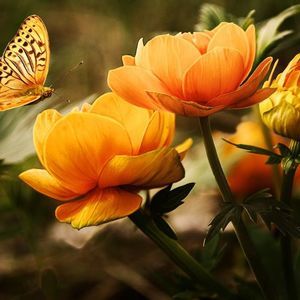 Meet your Posher, Joanne